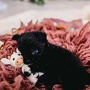 Ellie joined the competition — help win amazing prizes! puppy, black_dog, stuffed_toy, cow_toy, basket, pink_yarn, cozy, cute, small, pet, animal, sleepy, soft, indoor, closeup, adorable, fur, snuggling, toy, resting