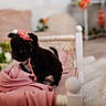 Ellie joined the competition — help win amazing prizes! puppy, dog, black_dog, small_dog, bed, pink, bonnet, fabric, indoor, decor, flowers, cute, animal, pet, soft_lighting, blanket, cozy, fur, young, adorable