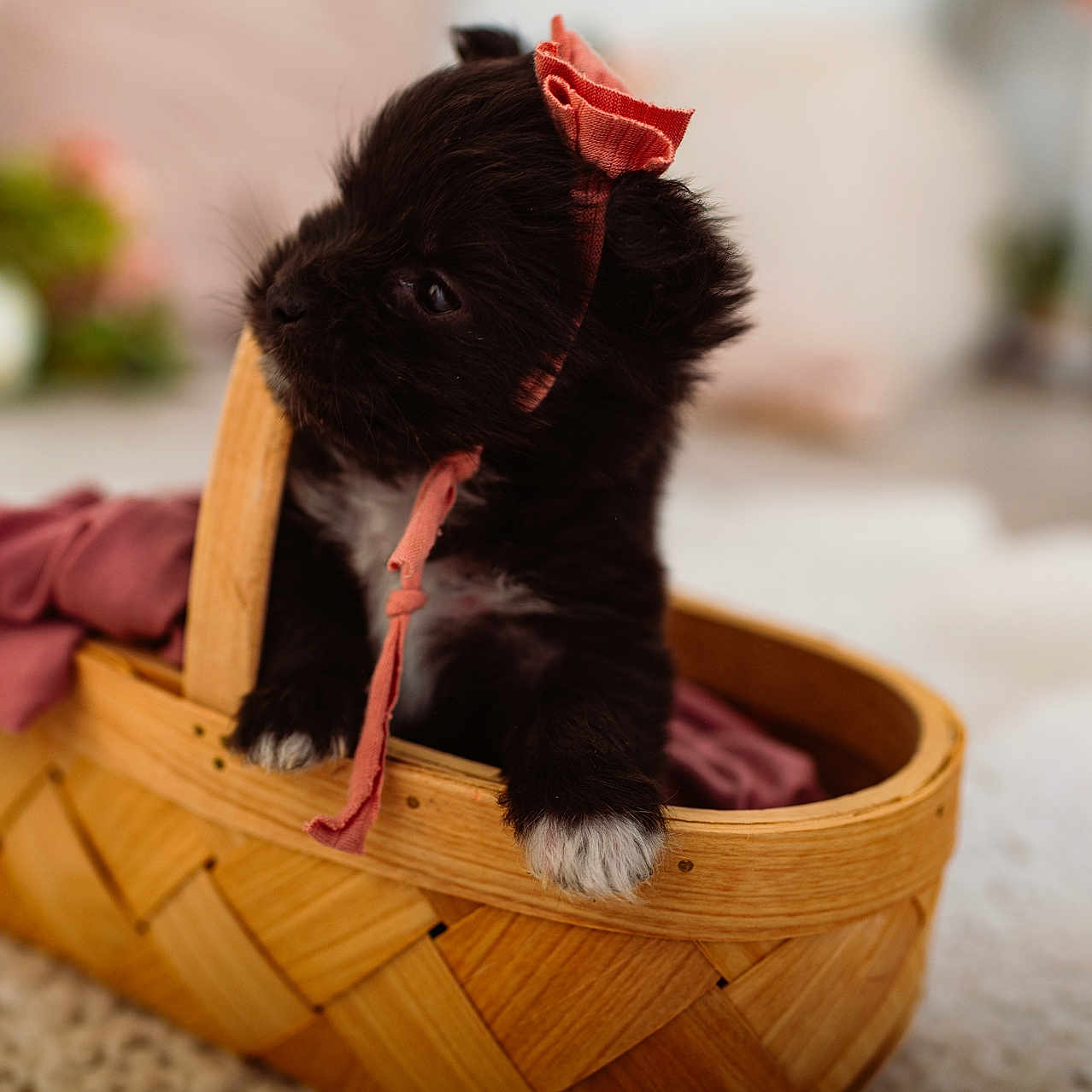 Ellie is registered to the contest to win money with this photo: puppy, dog, basket, bow, black_fur, white_paws, pet, cute, adorable, soft_fabric, indoor, flower, blurred_background, cozy, small_animal, domestic_animal, animal_portrait, headwear, closeup, home_interior