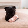 Ellie joined the competition — help win amazing prizes! puppy, dog, black_dog, toy, knitted_toy, blanket, bed, cute, pet, animal, small, fur, lying_down, indoor, soft, focus, portrait, young, adorable, cozy