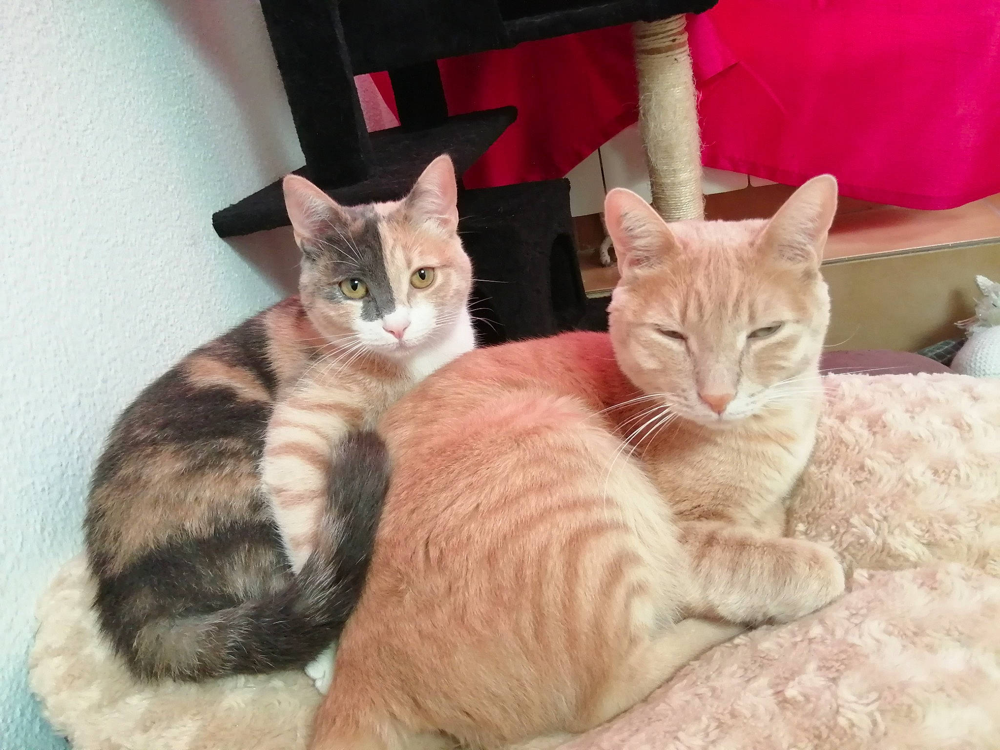 Mia a rejoint le concours — aidez-le/la à gagner de superbes lots ! aegean_cat, american_shorthair, arabian_mau, asian, australian_mist, carnivore, cat, domestic_short_haired_cat, dragon_li, european_shorthair, fawn, felidae, fur, german_rex, kitten, mammal, small_to_medium_sized_cats, tabby_cat, vertebrate, whiskers