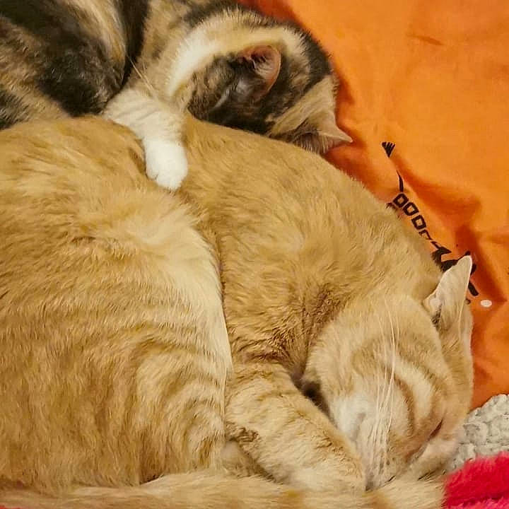 Simba a rejoint le concours — aidez-le/la à gagner de superbes lots ! asian, carnivore, cat, european_shorthair, fawn, felidae, fur, kitten, nap, paw, sleep, small_to_medium_sized_cats, tail, whiskers