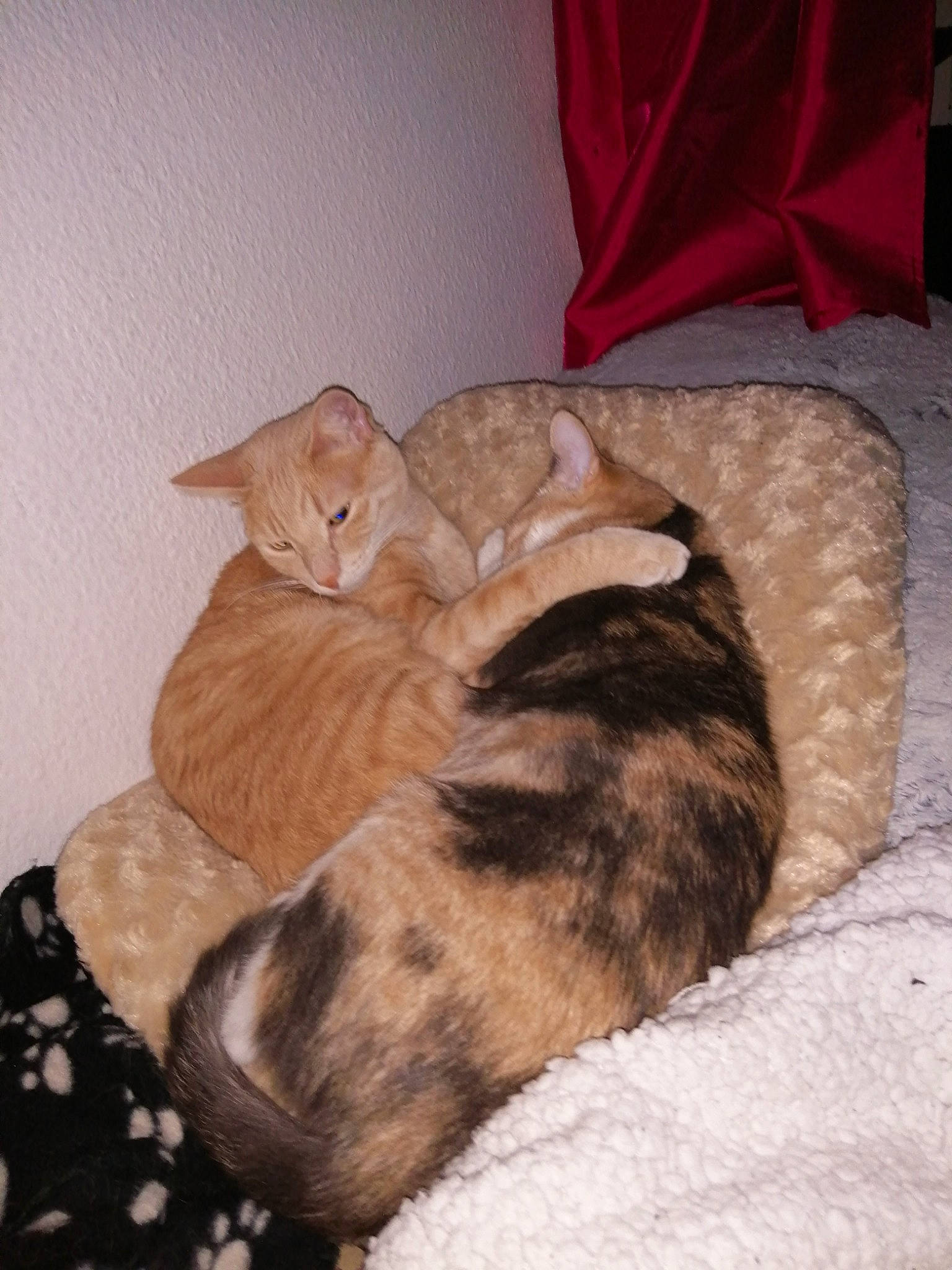 Simba participe au concours pour gagner de l'argent avec cette photo : carnivore, cat, comfort, european_shorthair, fawn, felidae, fur, kitten, small_to_medium_sized_cats, tabby_cat, tail, whiskers