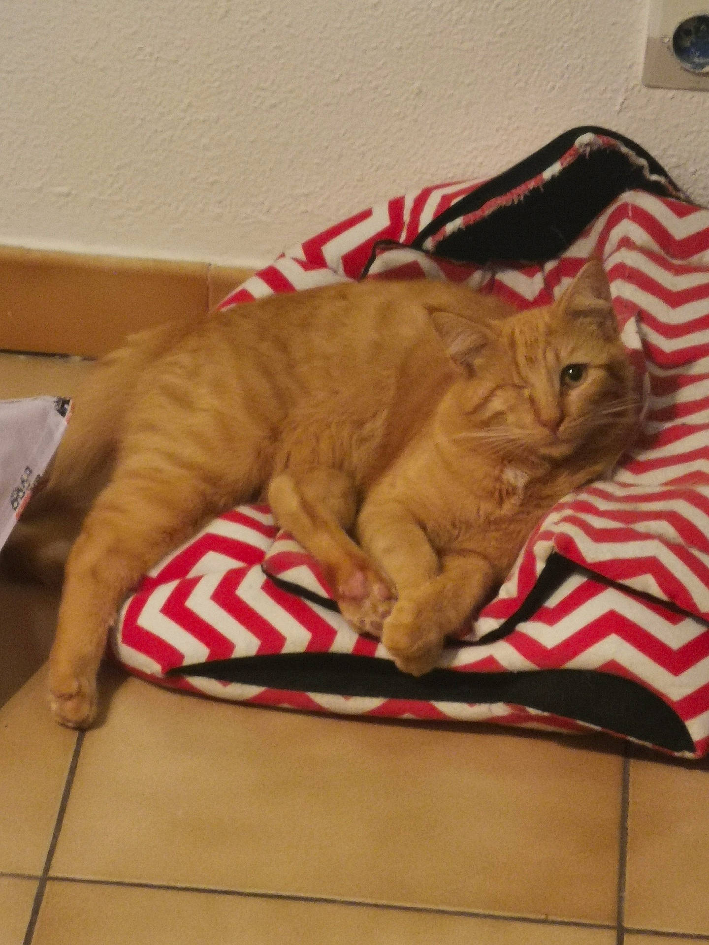 Opal participe au concours pour gagner de l'argent avec cette photo : carnivore, cat, domestic_short_haired_cat, european_shorthair, fawn, felidae, small_to_medium_sized_cats, tabby_cat, whiskers