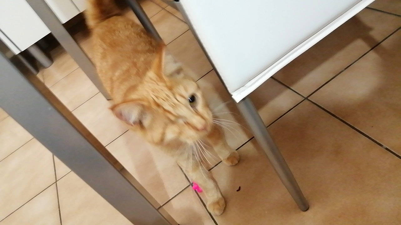 Opal participe au concours pour gagner de l'argent avec cette photo : carnivore, cat, european_shorthair, fawn, felidae, floor, flooring, fur, hardwood, kitten, leg, room, singapura, small_to_medium_sized_cats, tabby_cat, table, tail, tile, whiskers, wood