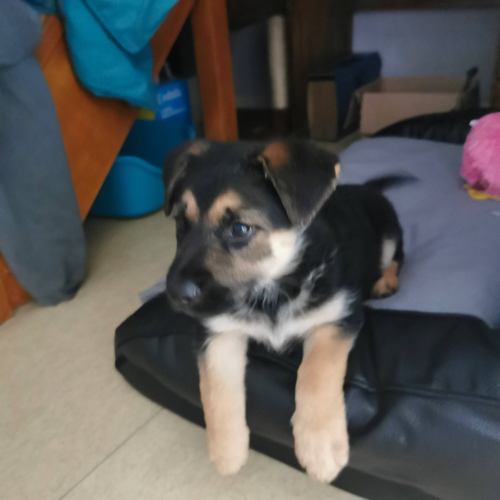 Unaya a rejoint le concours — aidez-le/la à gagner de superbes lots ! canidae, carnivore, chair, chihuahua, companion_dog, dog, dog_breed, fur, non_sporting_group, paw, puppy, small_terrier, sporting_group, terrestrial_animal, terrier, toy_dog, whiskers, working_animal, working_dog