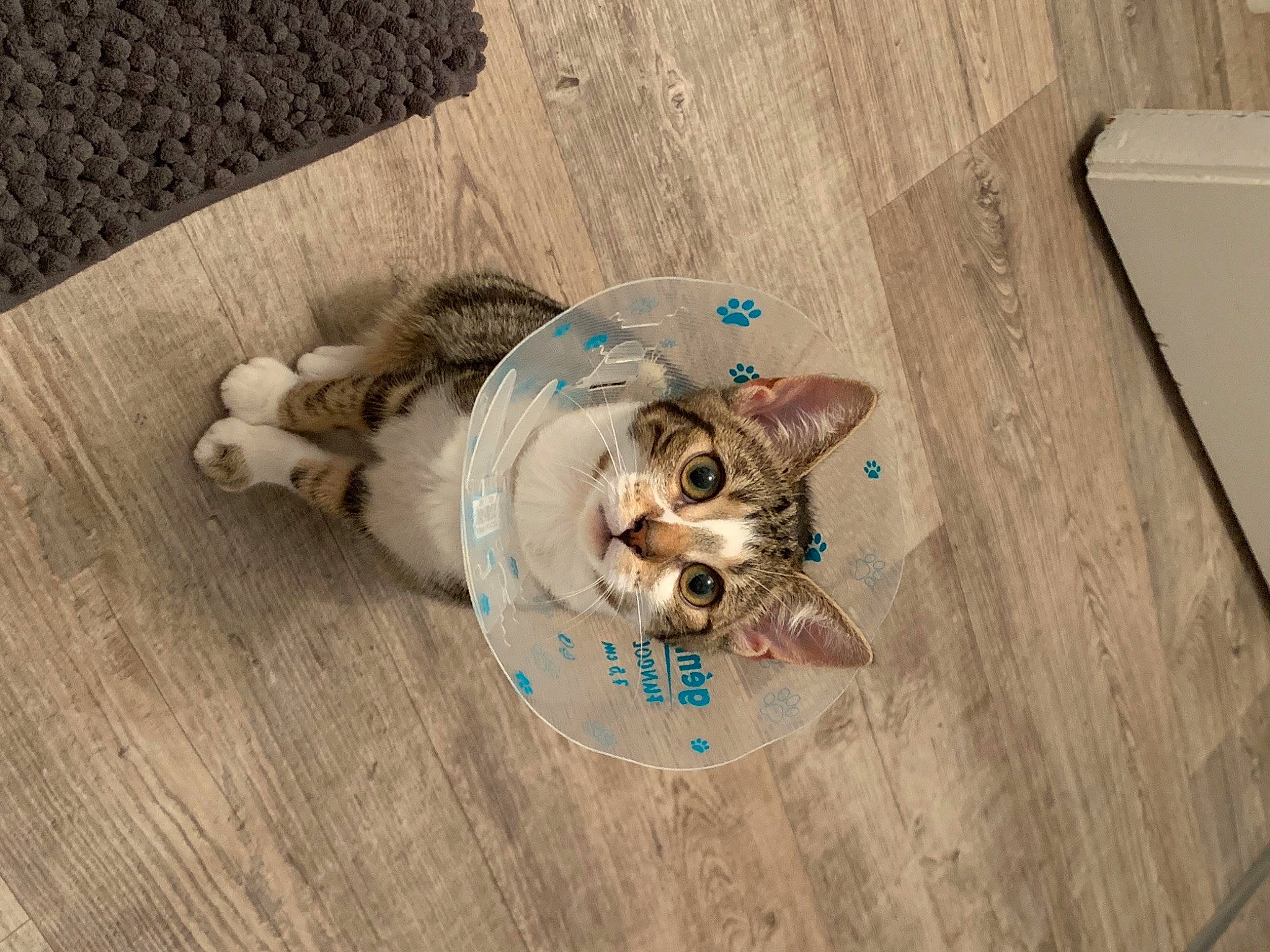 Elly a rejoint le concours — aidez-le/la à gagner de superbes lots ! birman, carnivore, cat, domestic_short_haired_cat, felidae, hardwood, kitten, laminate_flooring, pet_supply, plywood, siamese, small_to_medium_sized_cats, snout, whiskers, wood, wood_flooring, wood_stain