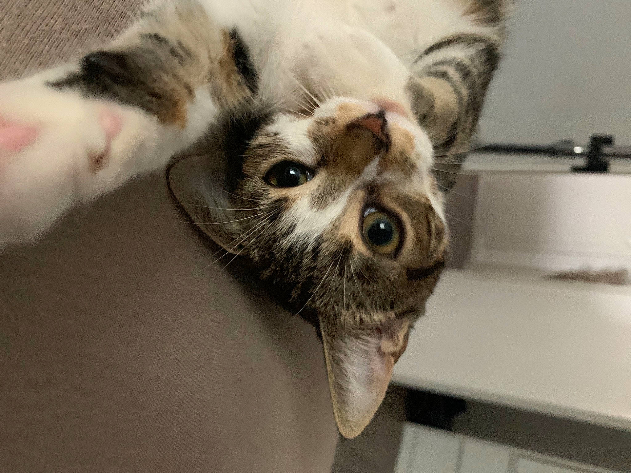 Elly a rejoint le concours — aidez-le/la à gagner de superbes lots ! carnivore, cat, domestic_short_haired_cat, felidae, fur, iris, organism, skin, small_to_medium_sized_cats, snout, terrestrial_animal, vertebrate, whiskers