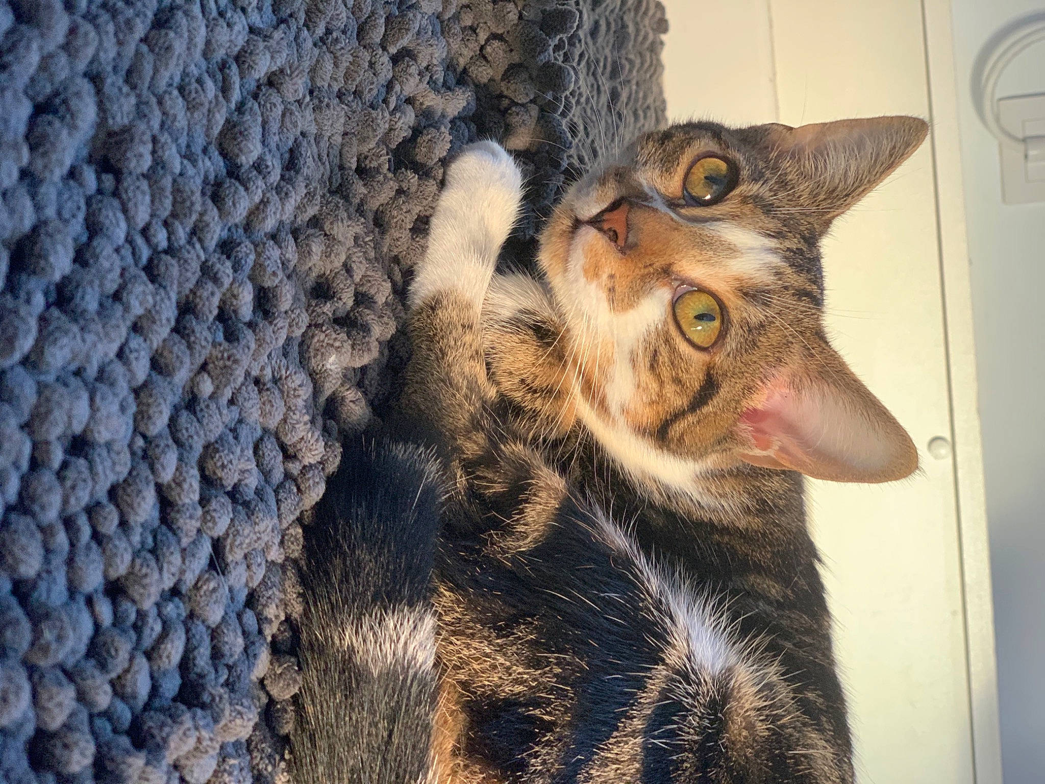 Elly a rejoint le concours — aidez-le/la à gagner de superbes lots ! carnivore, cat, close_up, craft, creative_arts, crochet, fawn, felidae, fur, grey, iris, knitting, small_to_medium_sized_cats, snout, thread, vertebrate, whiskers, wool, woolen, woven_fabric