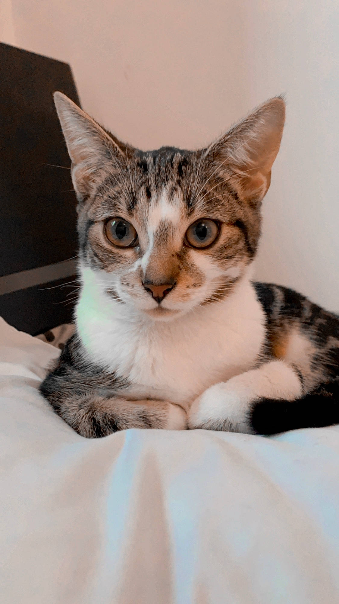 Elly a rejoint le concours — aidez-le/la à gagner de superbes lots ! carnivore, cat, domestic_short_haired_cat, felidae, fur, iris, small_to_medium_sized_cats, snout, toe, vertebrate, whiskers