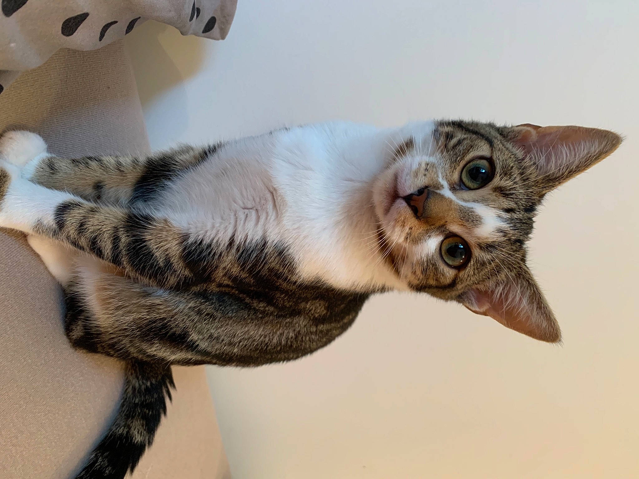 Elly a rejoint le concours — aidez-le/la à gagner de superbes lots ! beige, blond, carnivore, cat, domestic_short_haired_cat, fawn, felidae, fur, iris, kitten, organism, paw, skin, small_to_medium_sized_cats, snout, tail, terrestrial_animal, vertebrate, whiskers