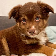 Arès participe au concours pour gagner de l'argent avec cette photo : puppy, dog, brown_fur, white_fur, pet, cute, animal, indoors, blanket, soft_texture, relaxed, lying_down, close_up, young_dog, canine, fur, ears, nose, paw, portrait