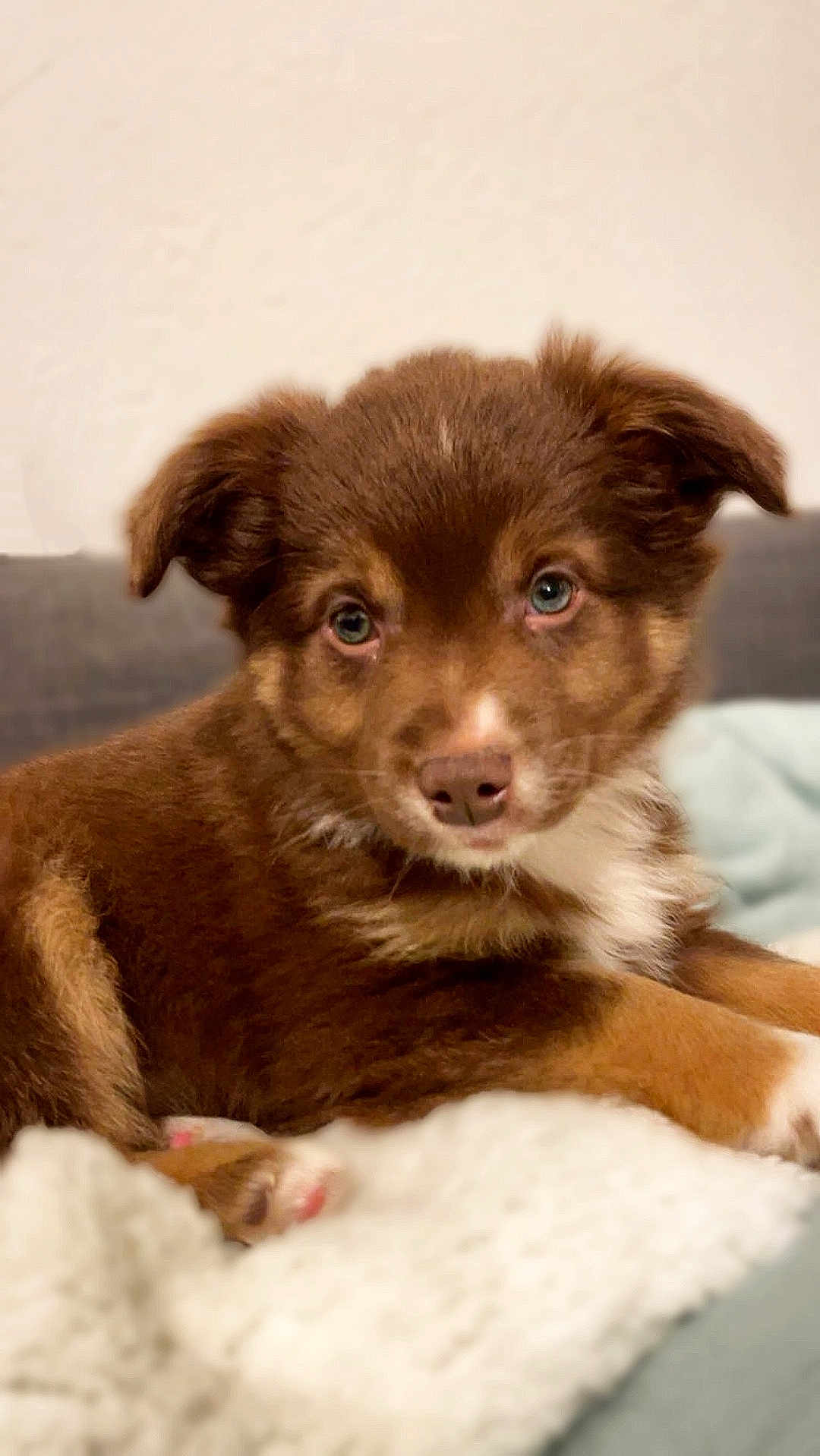 Arès participe au concours pour gagner de l'argent avec cette photo : puppy, dog, brown_fur, white_fur, pet, cute, animal, indoors, blanket, soft_texture, relaxed, lying_down, close_up, young_dog, canine, fur, ears, nose, paw, portrait
