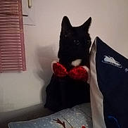 Wookie a rejoint le concours — aidez-le/la à gagner de superbes lots ! black_cat, bow, cat, christmas, cushion, decor, festive, furniture, holiday, indoor, pillow, reindeer, red, shadow, wall, window, room, cute, pet, animal