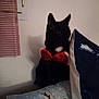 black_cat, bow, cat, christmas, cushion, decor, festive, furniture, holiday, indoor, pillow, reindeer, red, shadow, wall, window, room, cute, pet, animal