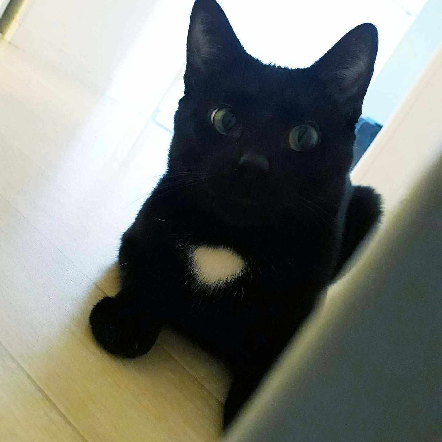 Wookie a rejoint le concours — aidez-le/la à gagner de superbes lots ! animal, black_cat, cat, closeup, contrast, curious, domestic_animal, ears, eyes, feline, floor, indoor, light, lying_down, pet, portrait, shadow, whiskers, white_patch, wood_floor
