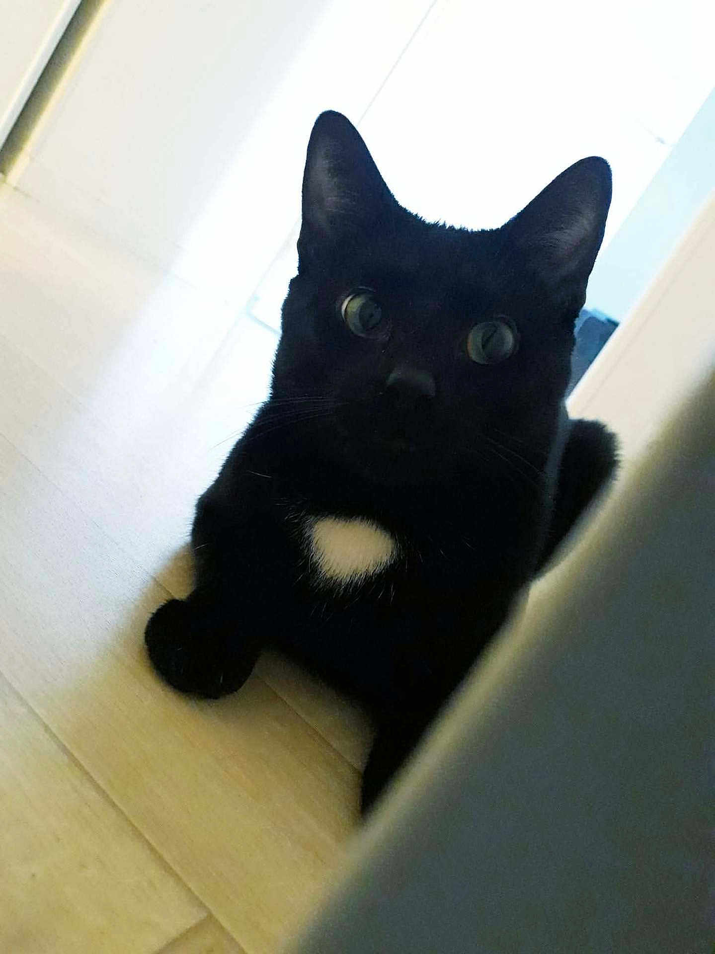 Wookie a rejoint le concours — aidez-le/la à gagner de superbes lots ! cat, black_cat, white_patch, floor, wood_floor, indoor, pet, animal, feline, curious, lying_down, ears, whiskers, eyes, shadow, light, contrast, closeup, portrait, domestic_animal