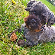 Jaïro a rejoint le concours — aidez-le/la à gagner de superbes lots ! dog, grass, outdoor, pet, animal, greenery, flower, nature, cute, fur, collar, canine, playful, summer, relaxing, small_dog, head_tilt, closeup, daylight, adorable