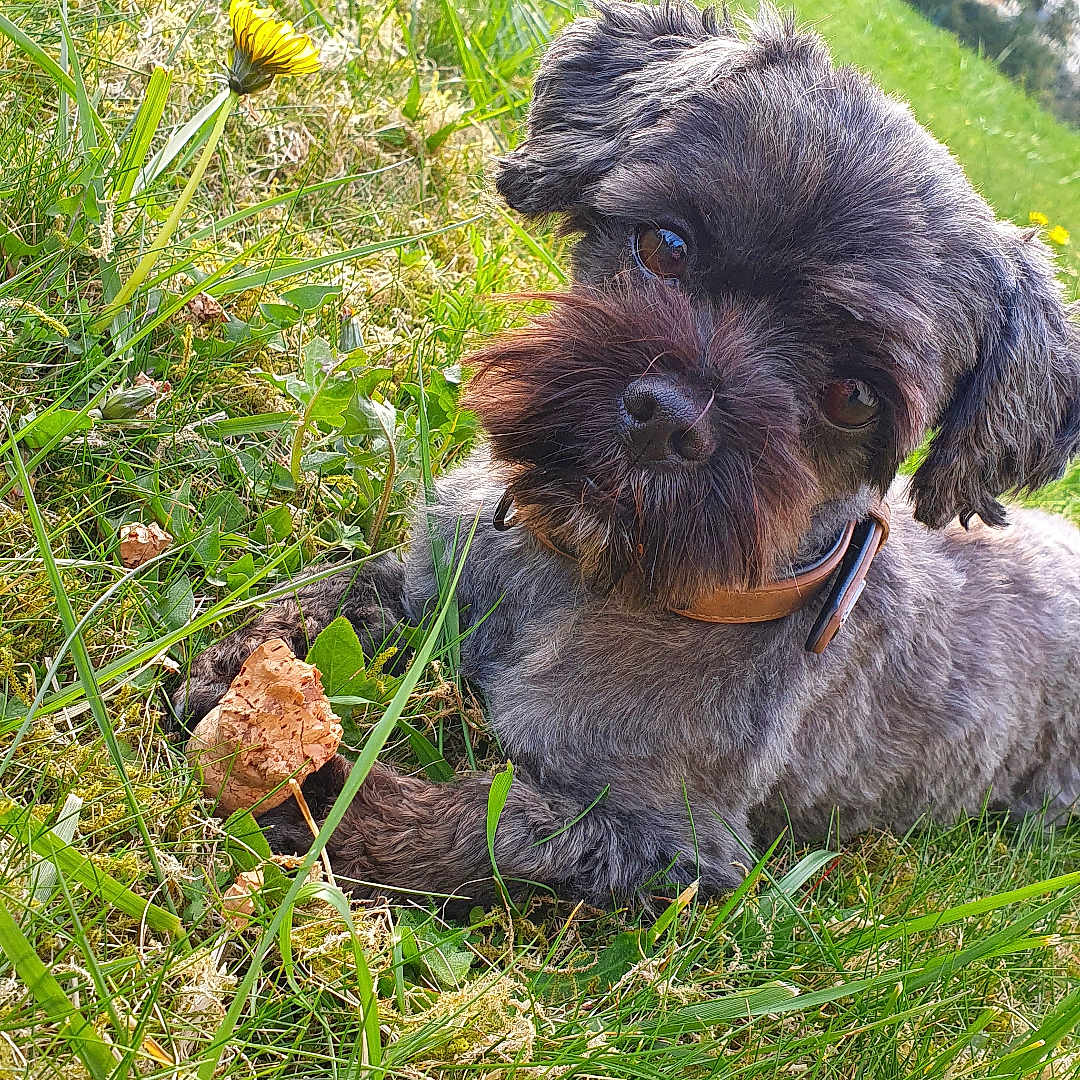 Jaïro a rejoint le concours — aidez-le/la à gagner de superbes lots ! dog, grass, outdoor, pet, animal, greenery, flower, nature, cute, fur, collar, canine, playful, summer, relaxing, small_dog, head_tilt, closeup, daylight, adorable