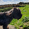 dog, outdoor, rock, grass, sky, clouds, sunny, nature, animal, fluffy, wind, landscape, canine, pet, daylight, fur, field, adventure, scenery, blue_sky