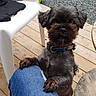 Jaïro participe au concours pour gagner de l'argent avec cette photo : dog, small_dog, black_dog, outdoor, wooden_deck, plastic_chair, blue_jeans, potted_plant, green_plant, curious_dog, pet, collar, paw, kneeling, looking_up, person, casual, daylight, nature, gravel
