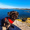 Jaïro a rejoint le concours — aidez-le/la à gagner de superbes lots ! dog, black_dog, red_harness, rock, coastline, sea, water, blue_sky, outdoor, nature, sunny, daytime, animal, pet, small_dog, curious, landscape, shore, calm, scenic