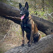 Abel joined the competition — help win amazing prizes! dog, belgian_malinois, animal, forest, tree, woodland, nature, outdoor, pet, canine, sitting, tongue_out, ears_up, alert, brown, black_fur, fallen_tree, branches, wildlife, daylight