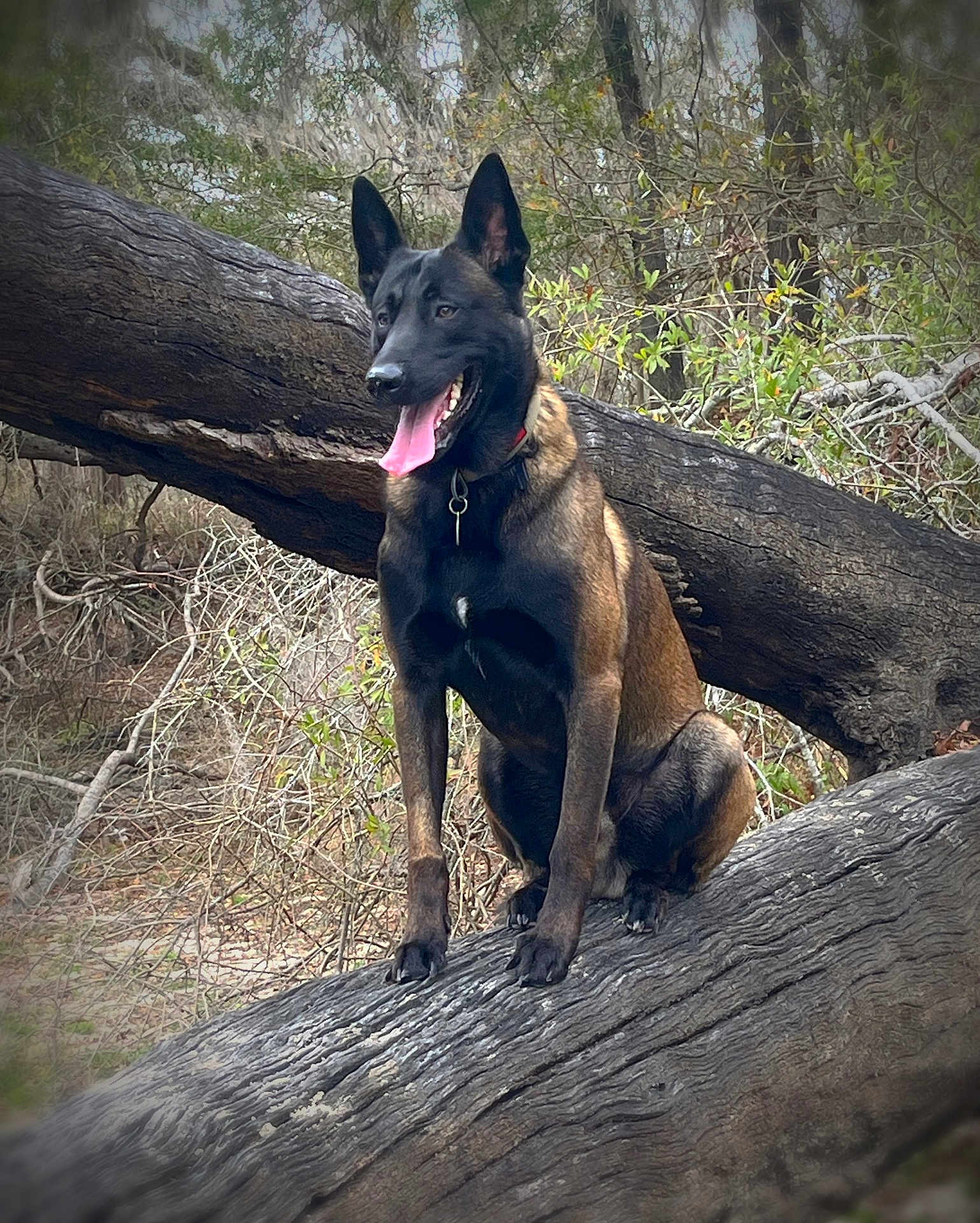 Abel joined the competition — help win amazing prizes! dog, belgian_malinois, animal, forest, tree, woodland, nature, outdoor, pet, canine, sitting, tongue_out, ears_up, alert, brown, black_fur, fallen_tree, branches, wildlife, daylight