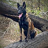 Abel is registered to the contest to win money with this photo: alert, bark, belgian_malinois, brown_coat, canine, collar, dog, ears_up, forest, fur, log, nature, outdoors, paws, pet, portrait, sitting, sunlight, tongue_out, tree
