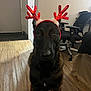 Abel is registered to the contest to win money with this photo: dog, reindeer_antlers, costume, indoor, floor, wooden_floor, black_dog, pet, animal, chair, office_chair, bed, room, holiday, festive, cute, sitting, looking_at_camera, domestic, fur