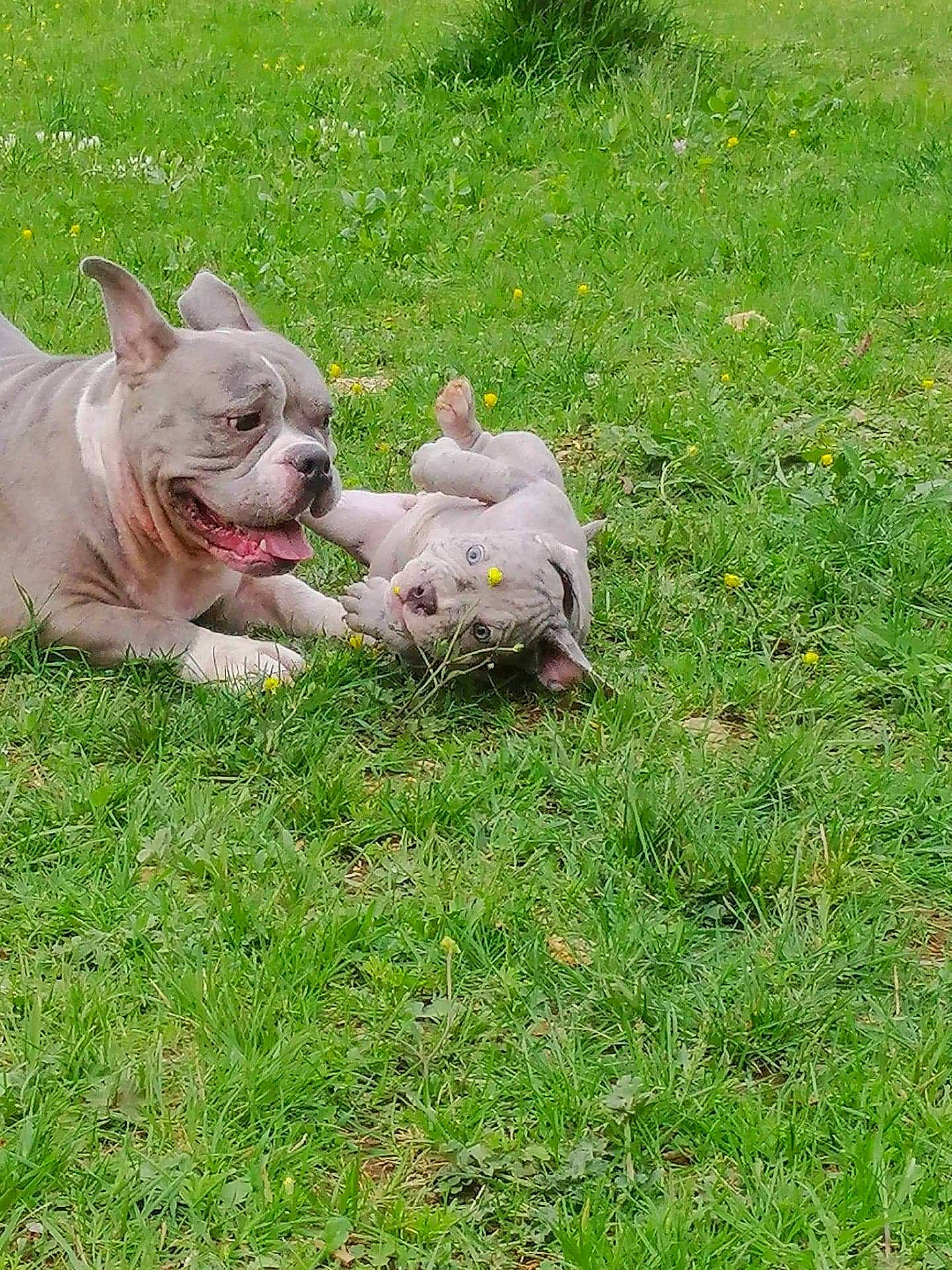 Pepita a rejoint le concours — aidez-le/la à gagner de superbes lots ! canidae, carnivore, companion_dog, cordoba_fighting_dog, dog, dog_breed, fawn, grass, grassland, groundcover, non_sporting_group, plant, puppy, snout, sporting_group, tail, terrestrial_animal, toy_dog, wildlife, working_animal