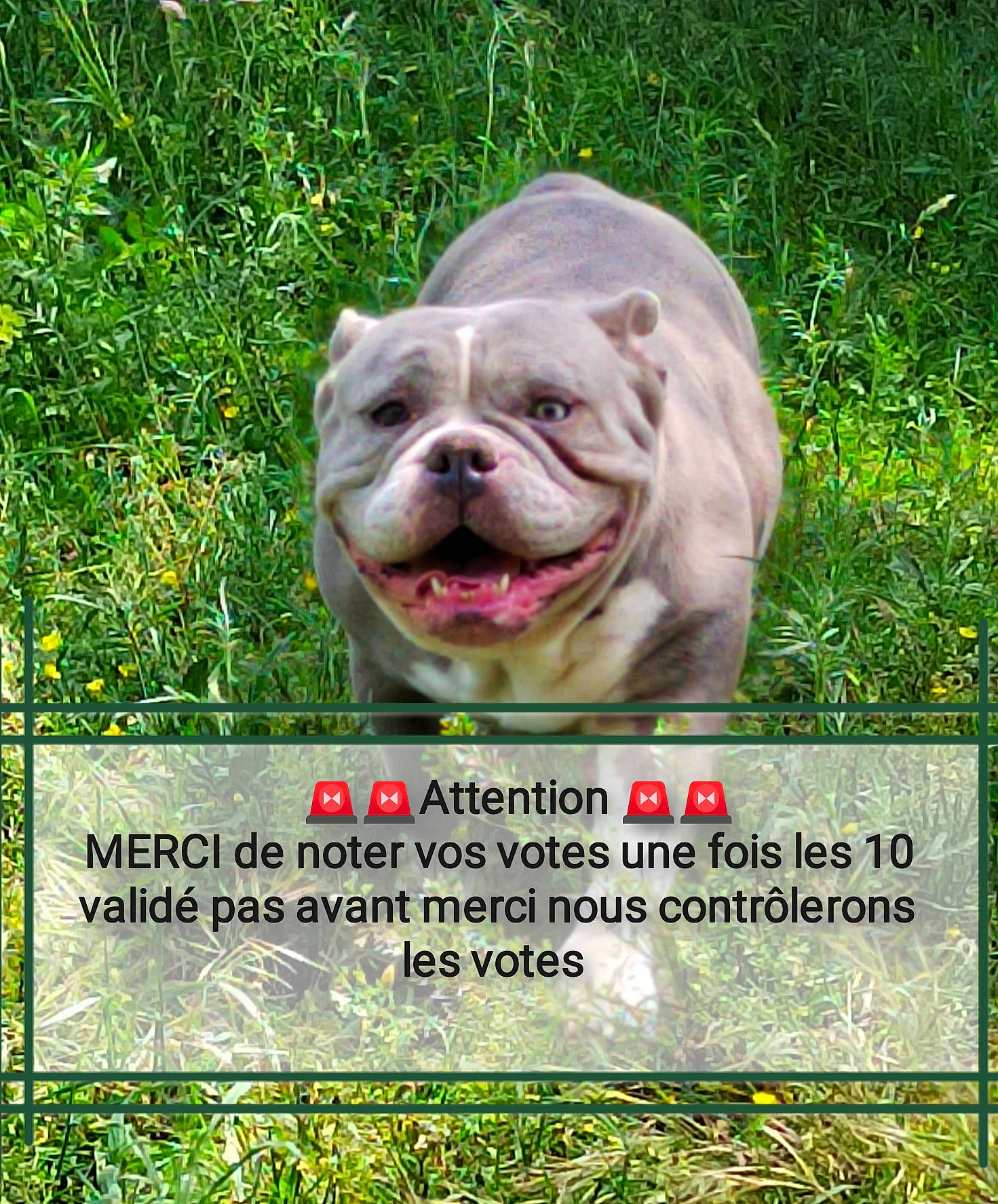 Pepita participe au concours pour gagner de l'argent avec cette photo : advertising, canidae, carnivore, companion_dog, dog, dog_breed, fawn, grass, grassland, handwriting, happy, liver, people_in_nature, photo_caption, plant, snout, sporting_group, terrestrial_animal, whiskers, wrinkle