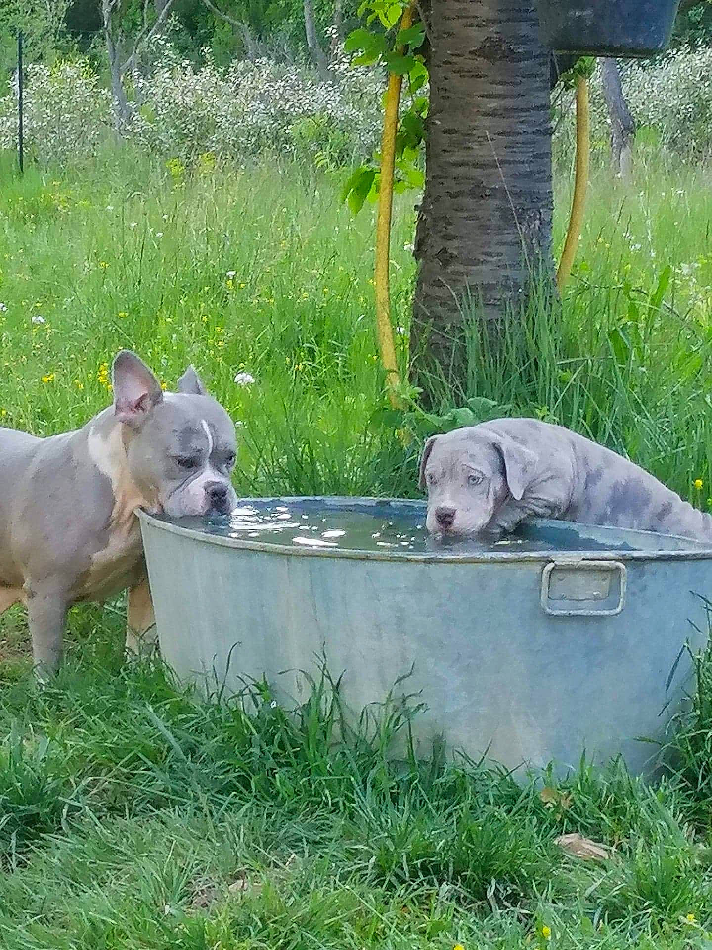 Pepita a rejoint le concours — aidez-le/la à gagner de superbes lots ! canidae, carnivore, collar, companion_dog, dog, dog_breed, fawn, garden, grass, grass_family, groundcover, lawn_ornament, mammal, pet_supply, plant, sporting_group, tail, vertebrate, water, working_animal