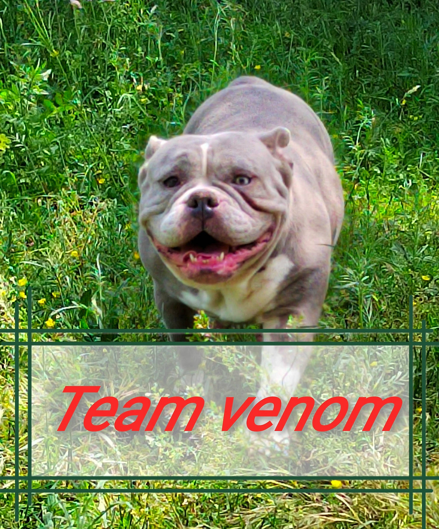 Pepita participe au concours pour gagner de l'argent avec cette photo : advertising, carnivore, companion_dog, dog, dog_breed, font, grass, grassland, groundcover, happy, liver, logo, photo_caption, plant, prairie, rectangle, snout, sporting_group, terrestrial_animal, wrinkle