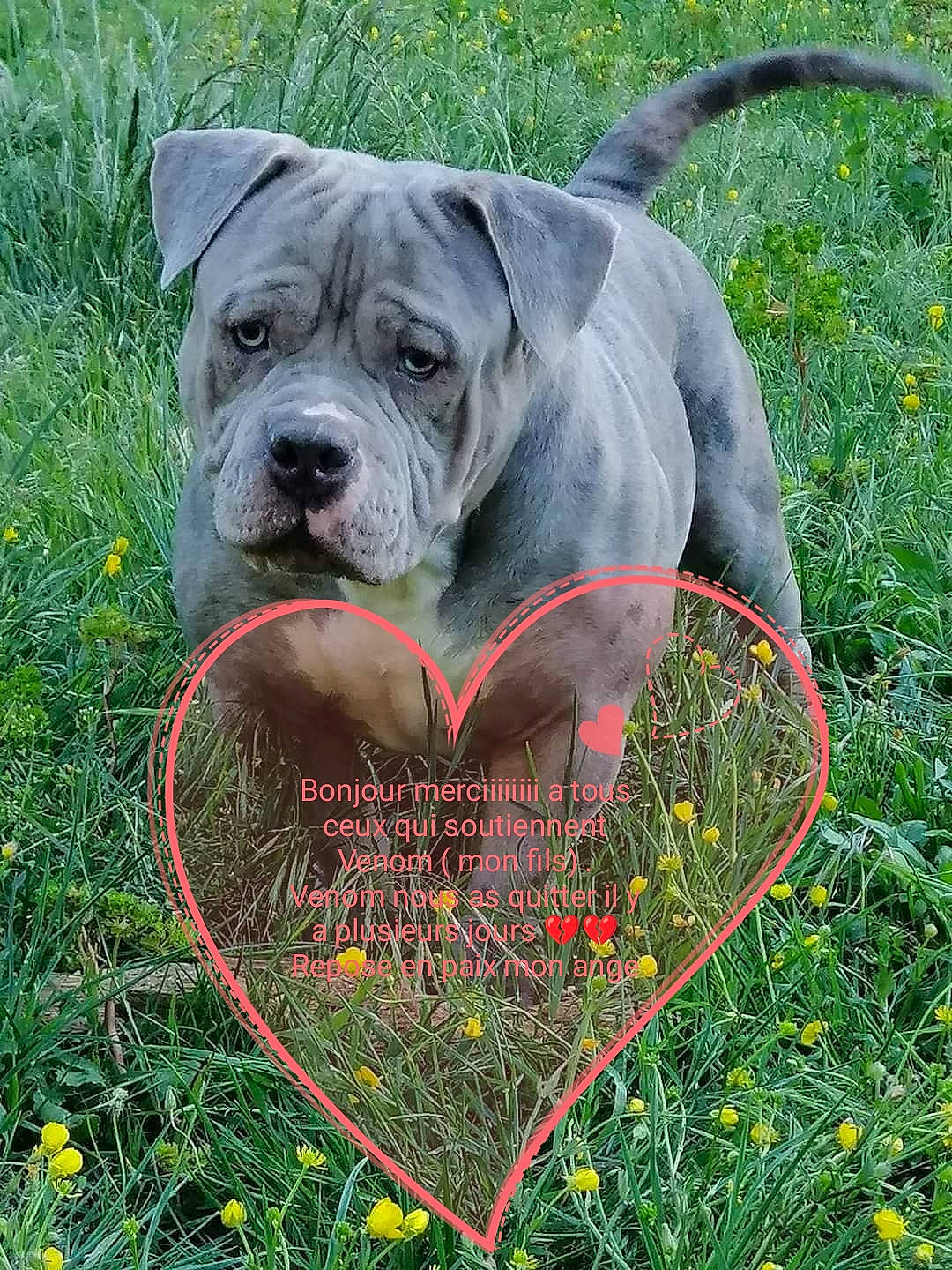 Venom a rejoint le concours — aidez-le/la à gagner de superbes lots ! canidae, carnivore, collar, companion_dog, dog, dog_breed, fawn, flower, grass, grassland, groundcover, people_in_nature, pet_supply, plant, rose, rose_order, snout, sporting_group, working_animal, wrinkle