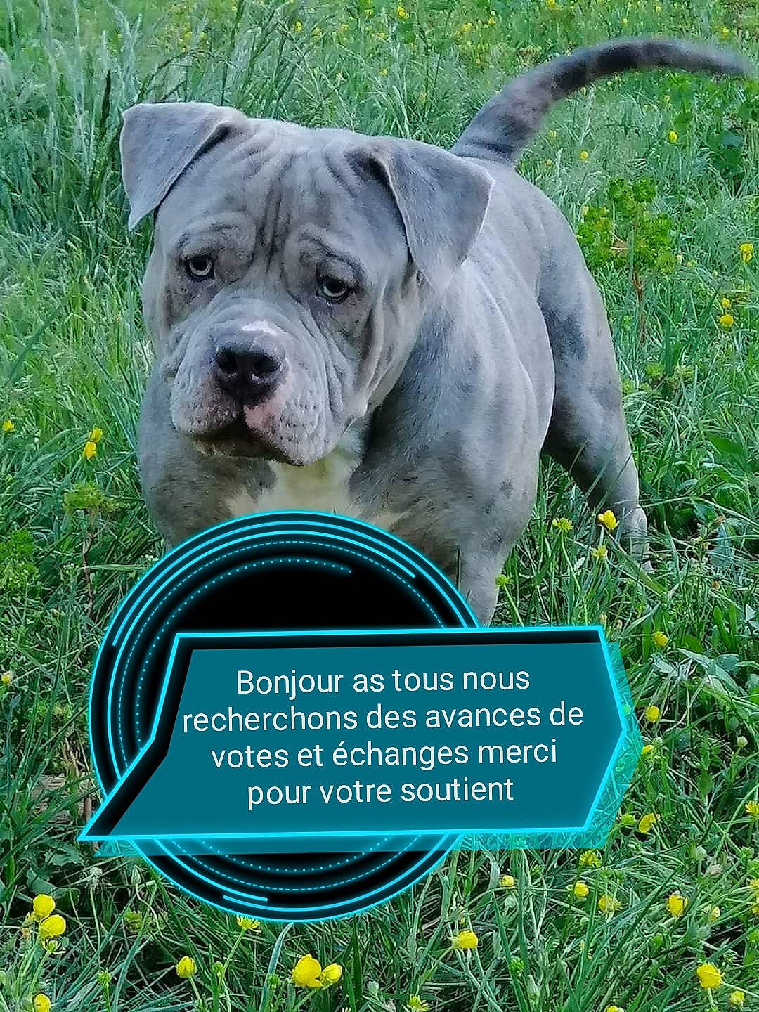 Venom a rejoint le concours — aidez-le/la à gagner de superbes lots ! canidae, carnivore, collar, companion_dog, dog, dog_breed, fawn, flower, font, grass, grassland, groundcover, plant, prairie, shrub, snout, sporting_group, terrestrial_animal, terrestrial_plant, wrinkle