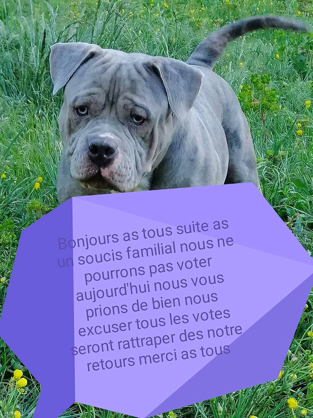 Venom a rejoint le concours — aidez-le/la à gagner de superbes lots ! bulldog, canidae, carnivore, companion_dog, dog, dog_breed, fawn, flower, font, grass, grassland, groundcover, handwriting, nature, plant, poster, snout, sporting_group, terrestrial_plant, wrinkle