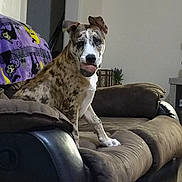 Thor is registered to the contest to win money with this photo: dog, couch, ball, indoor, pet, brown_couch, blanket, spotted_dog, living_room, plant, furniture, animal, sitting, playful, domestic, household, cute, fetch, relaxed, companion