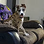 dog, couch, ball, indoor, pet, brown_couch, blanket, spotted_dog, living_room, plant, furniture, animal, sitting, playful, domestic, household, cute, fetch, relaxed, companion