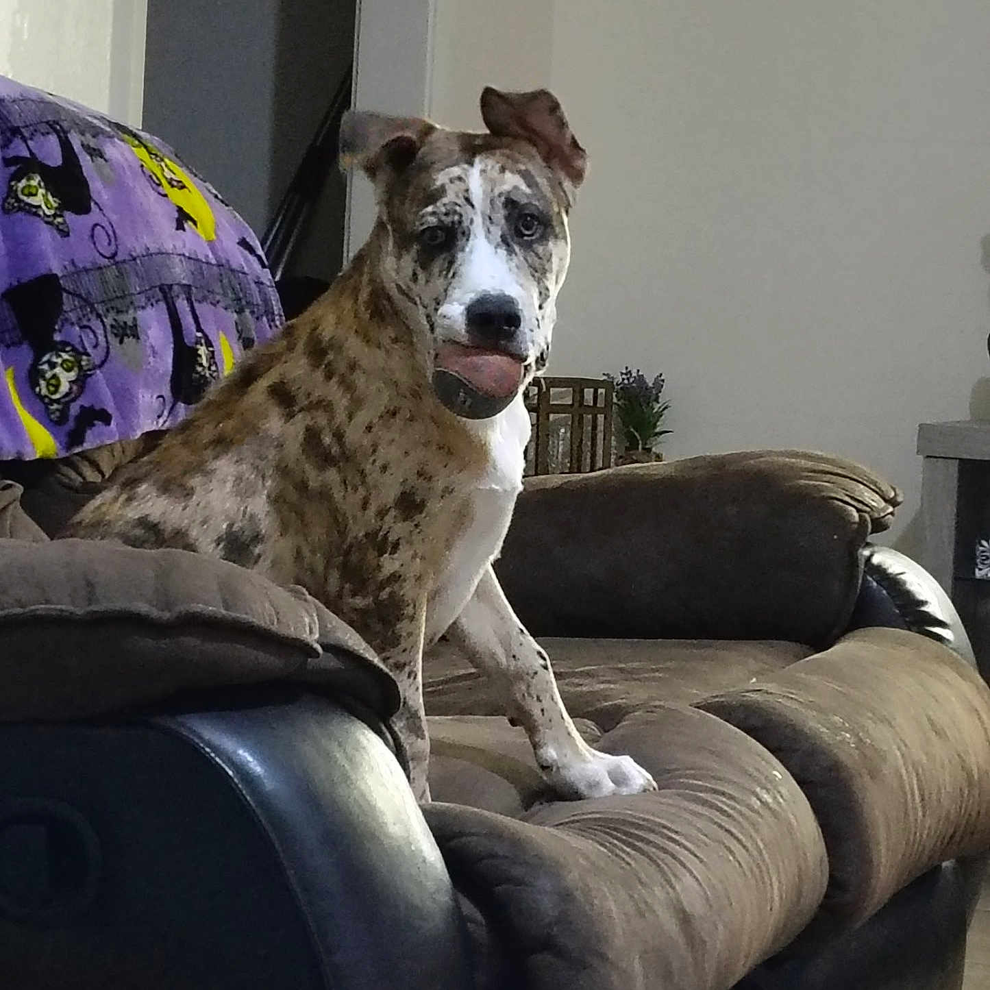 Thor is registered to the contest to win money with this photo: animal, ball, blanket, brown_couch, companion, couch, cute, dog, domestic, fetch, furniture, household, indoor, living_room, pet, plant, playful, relaxed, sitting, spotted_dog