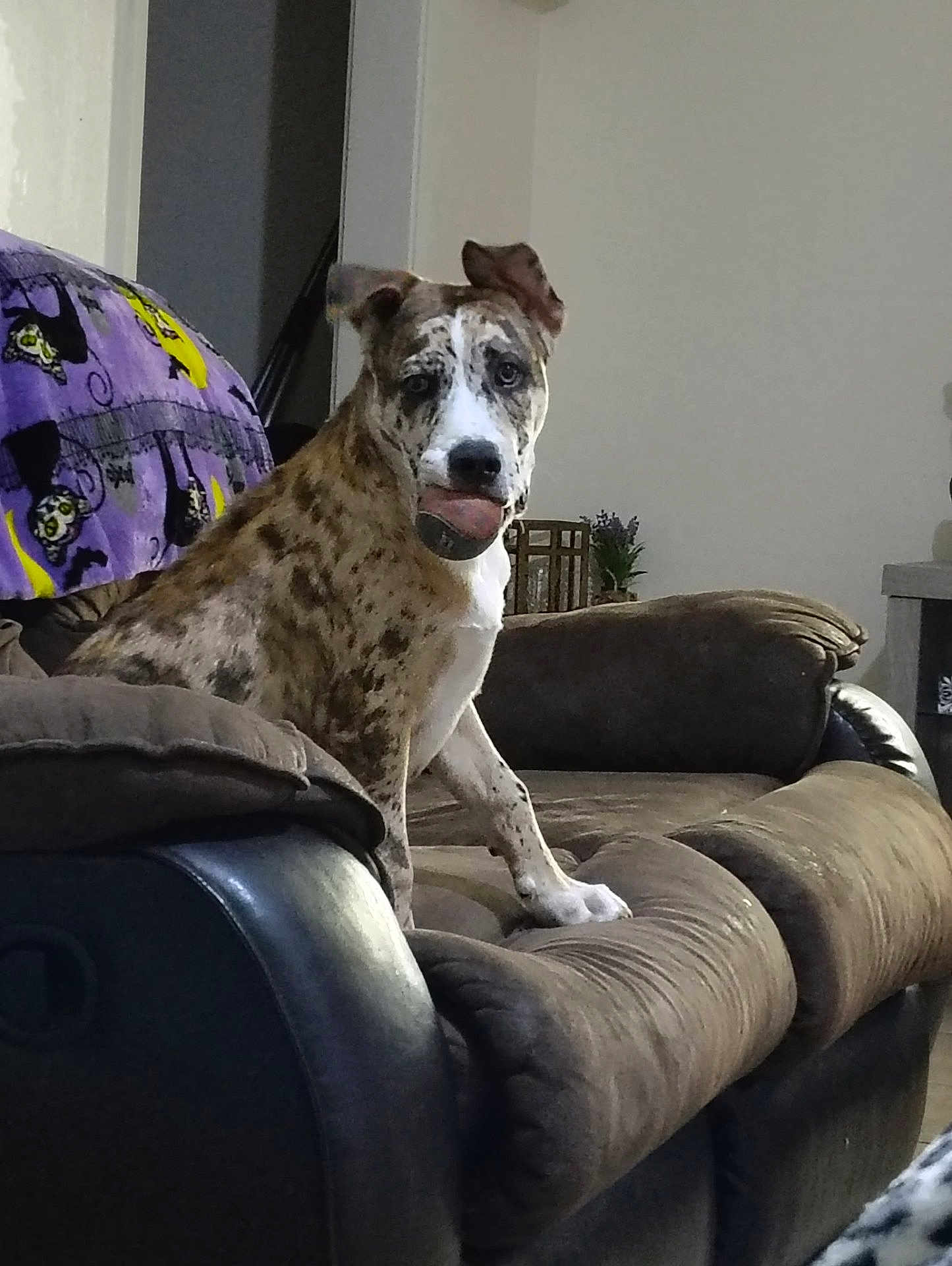 Thor is registered to the contest to win money with this photo: dog, couch, ball, indoor, pet, brown_couch, blanket, spotted_dog, living_room, plant, furniture, animal, sitting, playful, domestic, household, cute, fetch, relaxed, companion