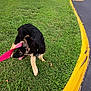 Legend is registered to the contest to win money with this photo: dog, puppy, german_shepherd, grass, leash, pink_leash, outdoor, curb, yellow_curb, sidewalk, playing, tongue_out, black_and_tan, pet, canine, young_dog, nature, daylight, grass_field, animal