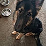 Legend joined the competition — help win amazing prizes! dog, german_shepherd, pet, carpet, indoor, animal, canine, ears, fur, sitting, looking_up, metal_bowls, empty_bowls, floor, domestic, companion, friendly, blurry, close_up, household