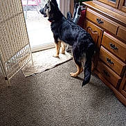 Legend joined the competition — help win amazing prizes! dog, german_shepherd, indoor, carpet, wooden_furniture, glass_door, red_chair, pet, animal, curious, standing, alert, collar, home, daylight, window, floor, tail, ears, looking_outside
