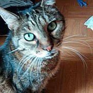 Zucchero a rejoint le concours — aidez-le/la à gagner de superbes lots ! aegean_cat, american_shorthair, asian, california_spangled, cat, cat_like_mammal, domestic_short_haired_cat, dragon_li, european_shorthair, eye, fauna, fur, kitten, pixie_bob, small_to_medium_sized_cats, snout, tabby_cat, whiskers