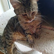 Nina a rejoint le concours — aidez-le/la à gagner de superbes lots ! animal, cat, cat_tree, cute, ears, feline, fur, home, indoor, looking_down, mammal, paw, pet, relaxed, resting, soft_texture, striped, tabby_cat, whiskers, window