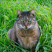 Zucchero participe au concours pour gagner de l'argent avec cette photo :