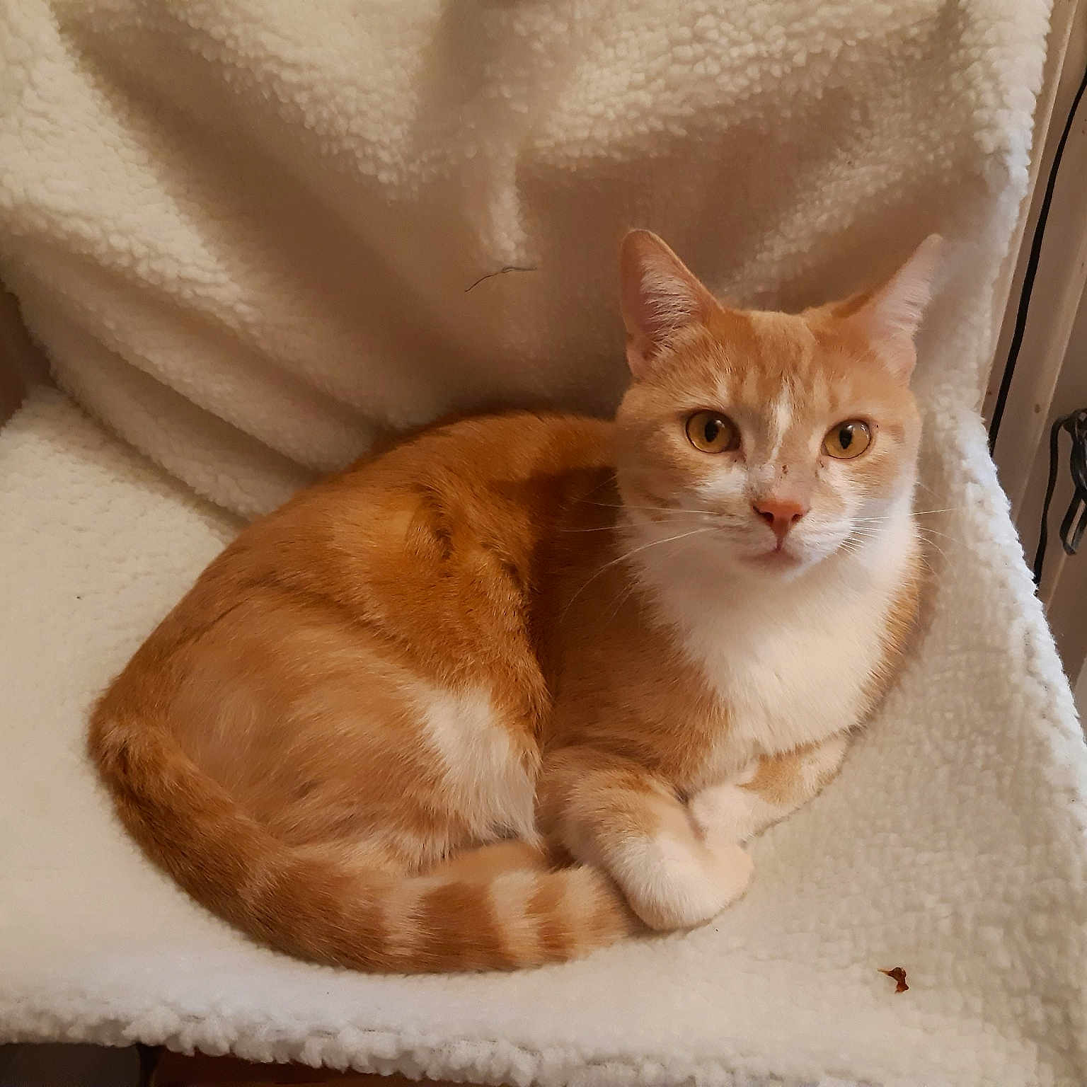 Caramel