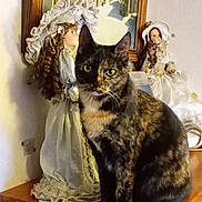 Sukky participe au concours pour gagner de l'argent avec cette photo : cat, tortoiseshell_cat, doll, porcelain_doll, vintage, lace, dress, wooden_dresser, furniture, painting, framed_art, indoor, curious, pet, animal, decor, portrait, wall, home, still_life