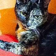 Sukky participe au concours pour gagner de l'argent avec cette photo : cat, tortoiseshell, pet, animal, feline, whiskers, ears, fur, eyes, claws, resting, indoor, blanket, orange_background, closeup, portrait, cute, domestic_animal, mammal, relaxed